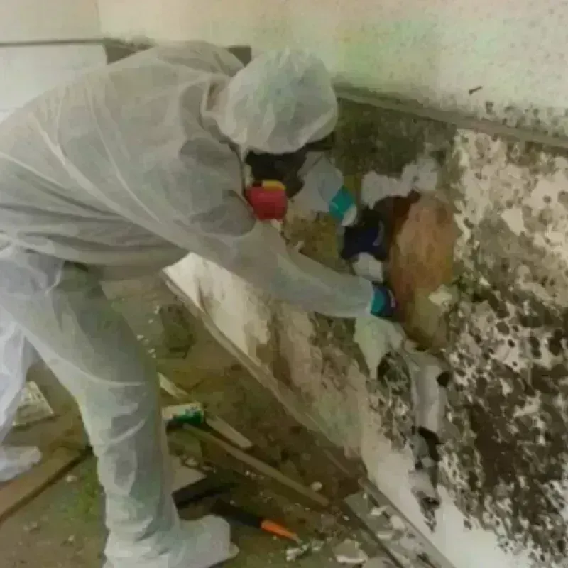 Mold Remediation and Removal in Shutesbury, MA